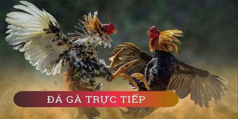 Hình ảnh và giao diện đặc sắc tại Đá gà VN88